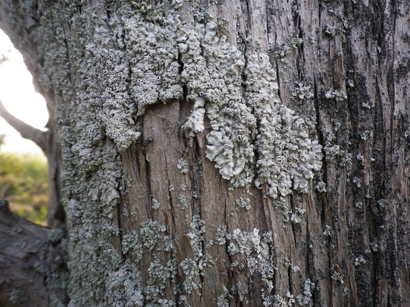 Lichene su cipresso